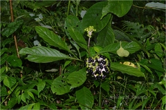 Chassalia curviflora var. ophioxyloides